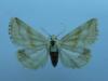 Aegle vespertinalis